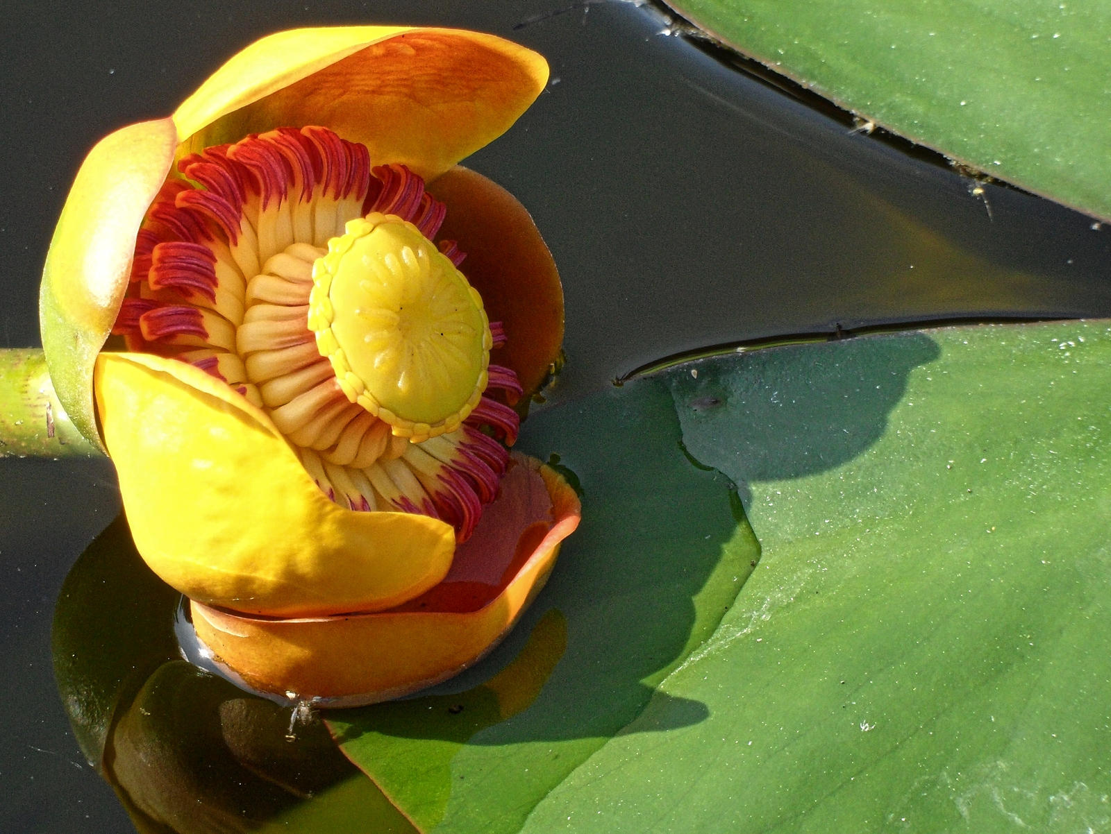 yellow water lily