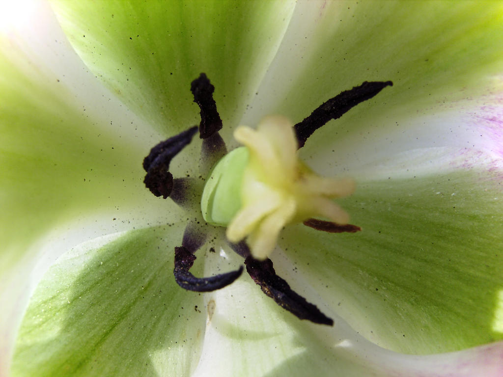 green tulip