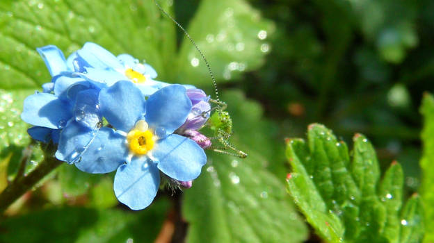 drops on flowers