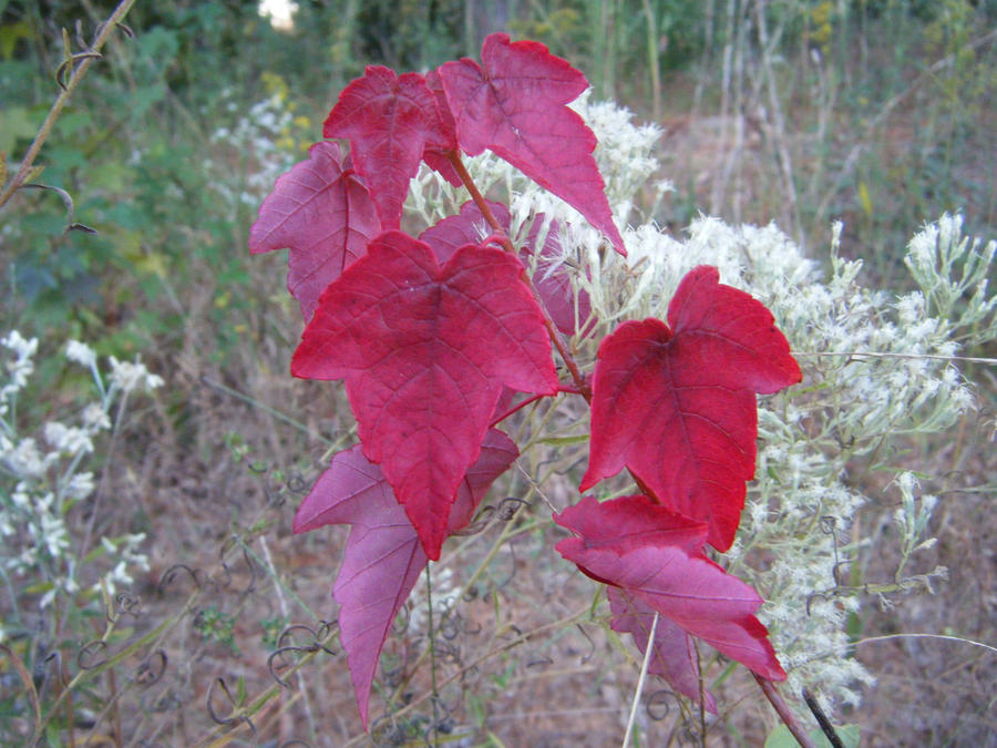 Red Leaves