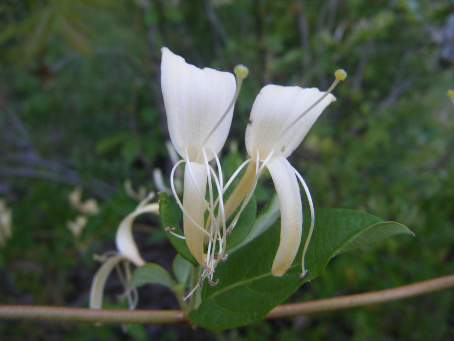 White Honeysuckles