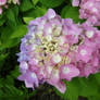 Hydrangea from Rock City