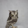 Western screech owl