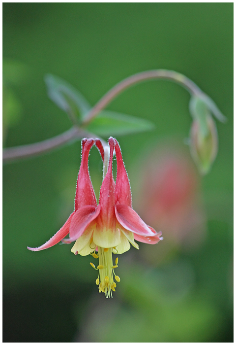 Beautiful Columbine