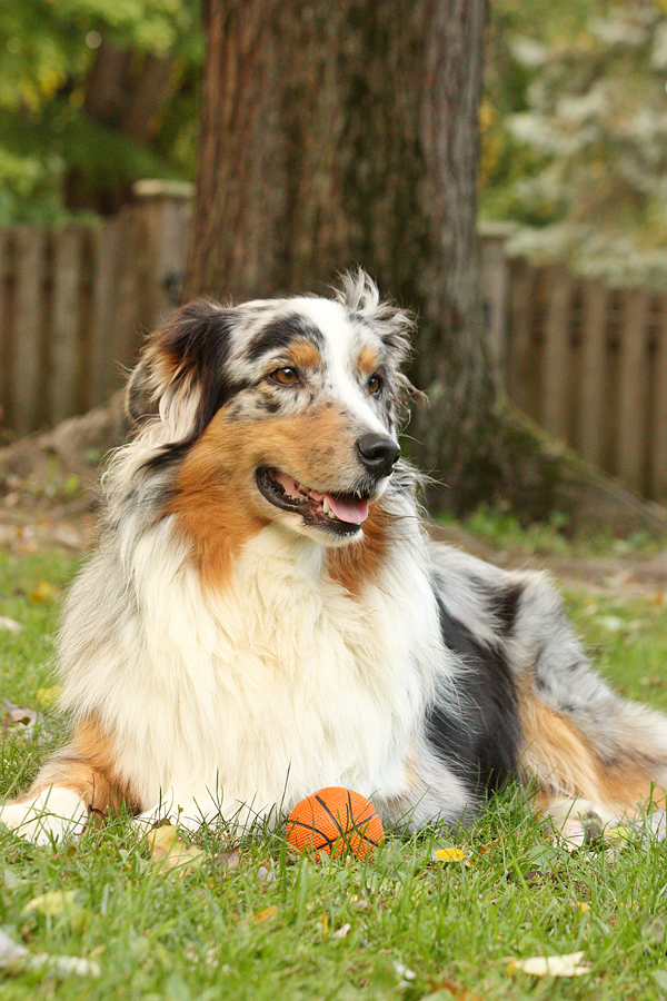 The Rediculously Photogenic Dog