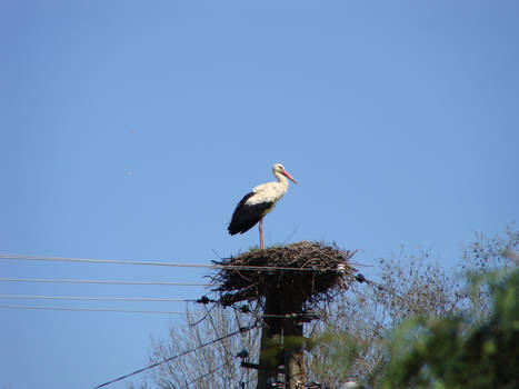 stork