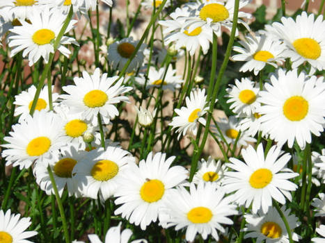 Field of daisies