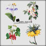 20121006_flowers_png