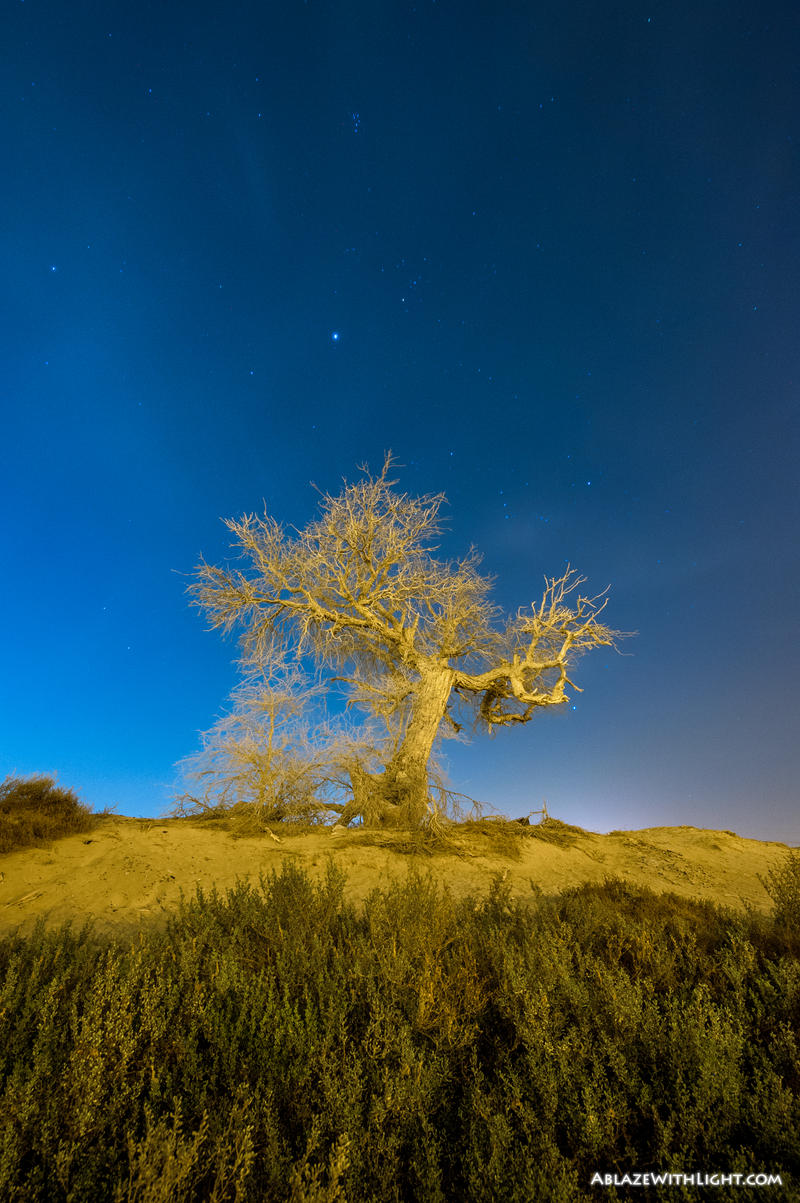 Ghost Tree