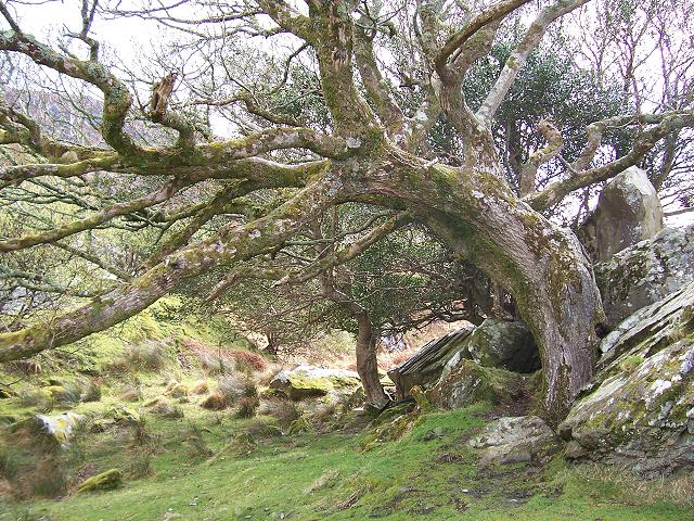 Old Tree In Ireland