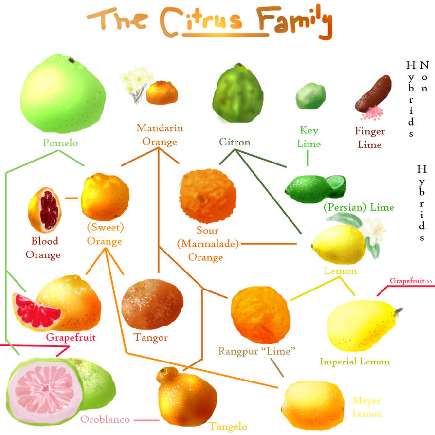 Мандарин схема. Гибриды цитрусовых таблица. Гибриды цитрусовых схема. Гибриды цитрусовых фруктов схема. Схема классификации цитрусовых плодов.