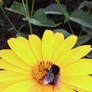bumblebee and flower 3