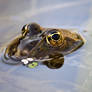 Common frog -Rana temporaria-