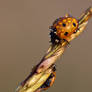 Ladybug -Coccinella septempunctata-
