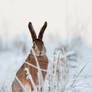 Europeran hare -Lepus europaeus-