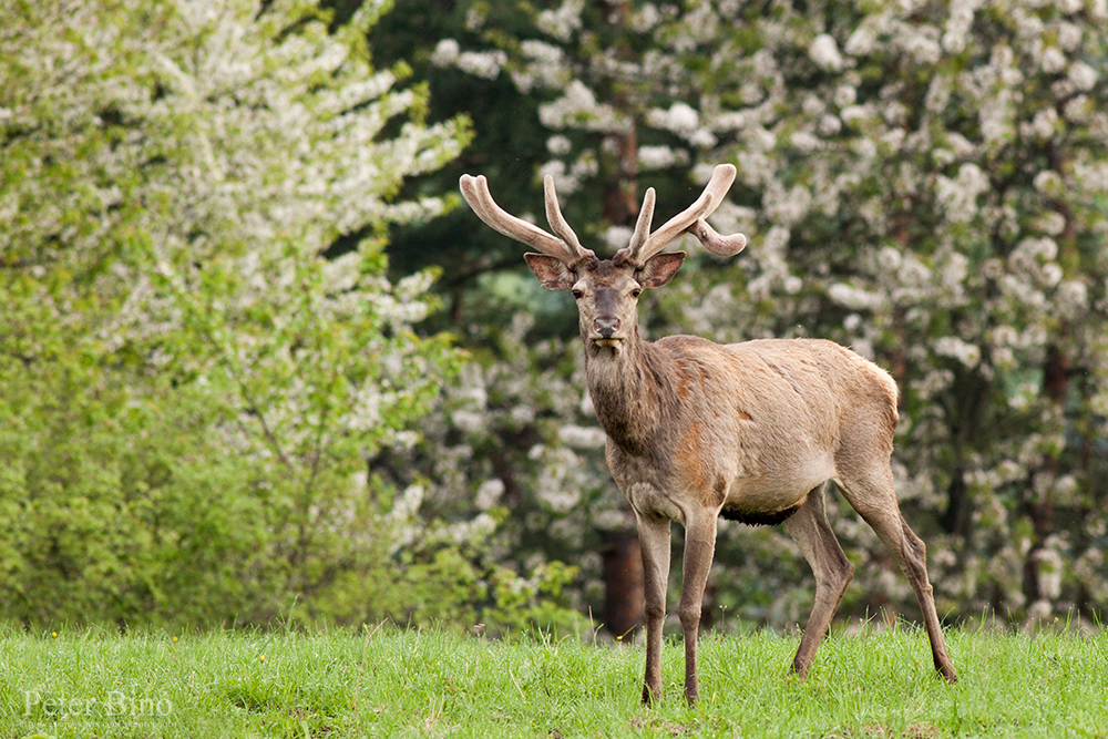 Red deer -Cervus elaphus-