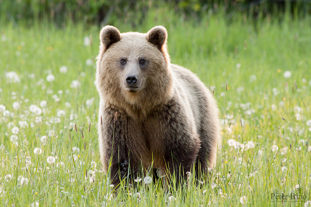 Image result for she bear