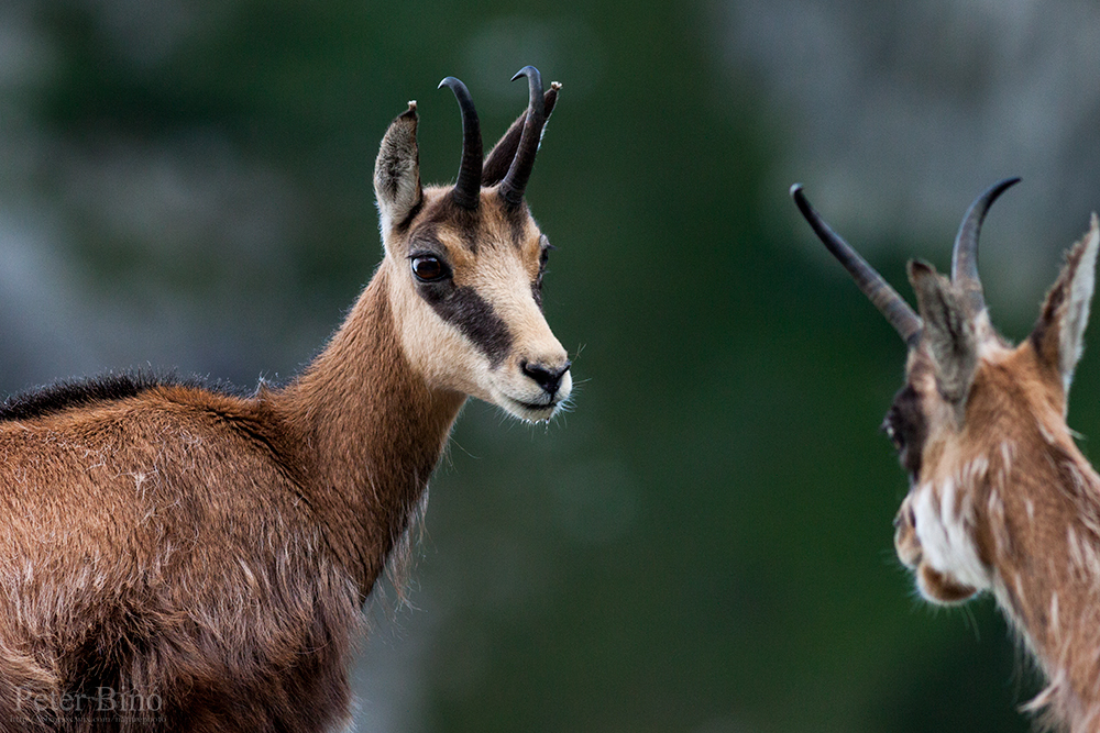 Tatra chamois