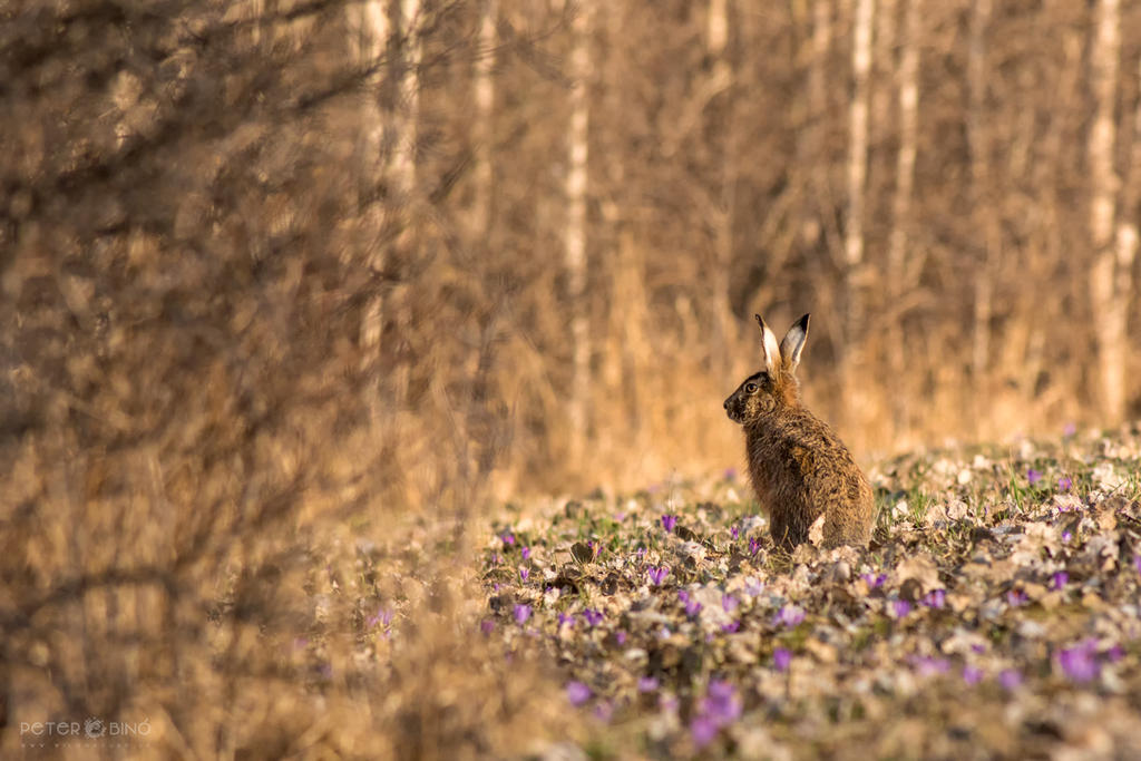 Rabbit with saffron