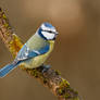 On a branch