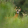 Hidden