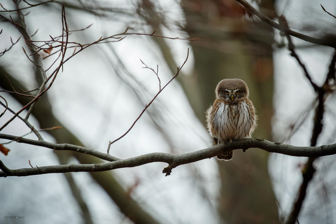 Stern Look By XBajnox On DeviantArt stern-look-by-xbajnox-on-deviantart