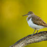 On a branch