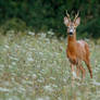 In the wild meadow