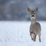 In the snow