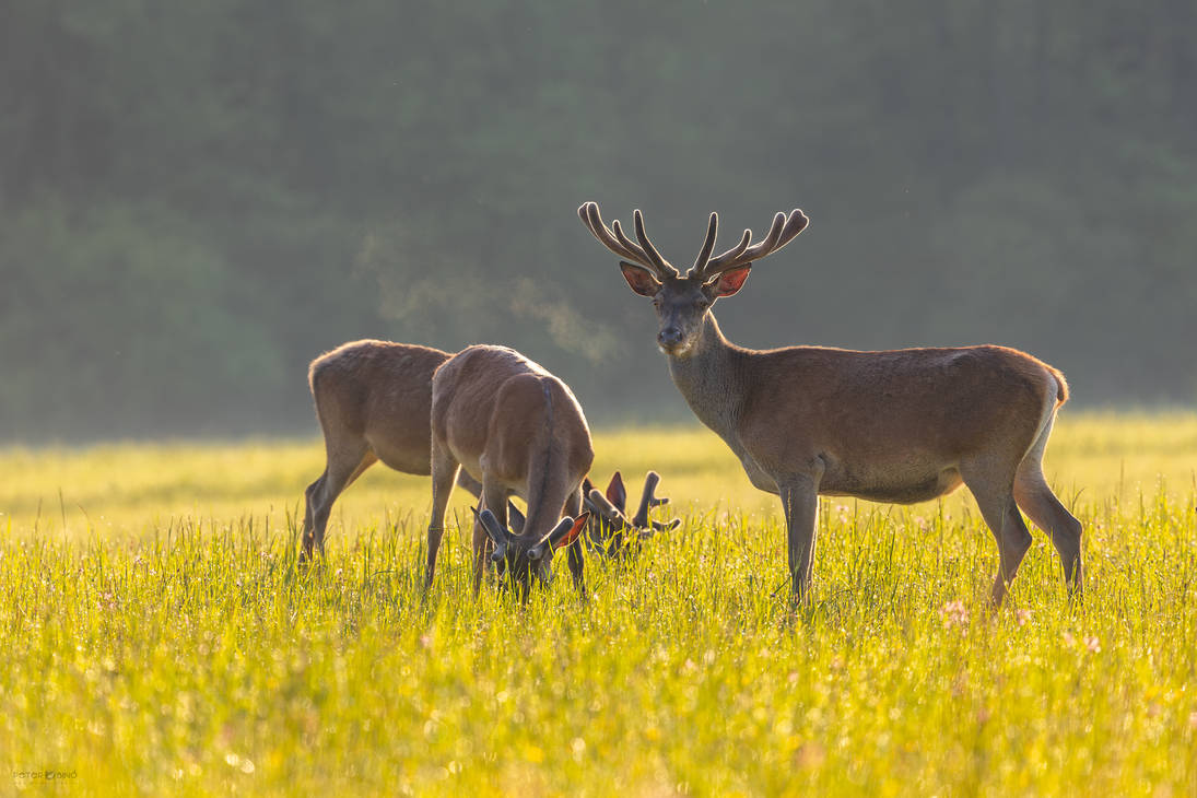 Cold spring morning by xBajnox on DeviantArt