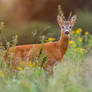 In nettle
