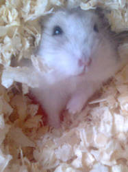 cute hamster 4