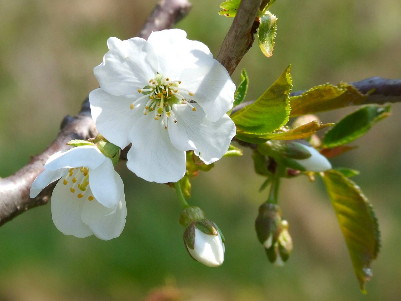 Phases of Bloom