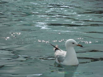 Seagull 2