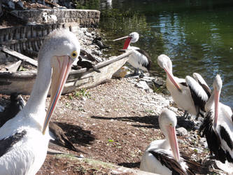 Pelicans