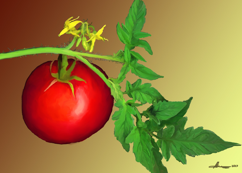 Tomato