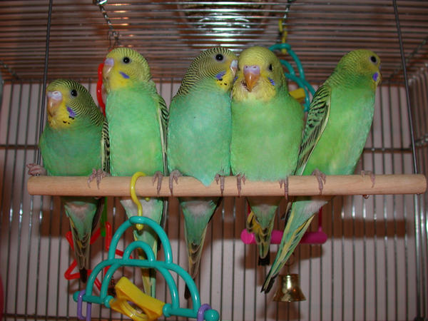 5 little babie birds