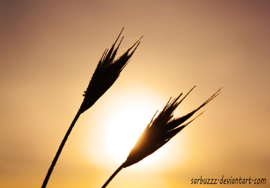 sunrise through the wheat