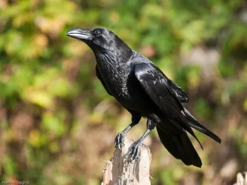 Studies: Ravens by AmerRicanArtwork on DeviantArt