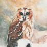 Owl