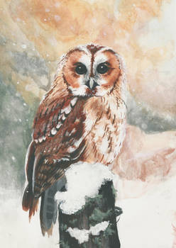 Owl