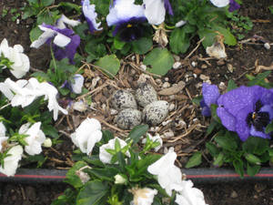 killdeer nest