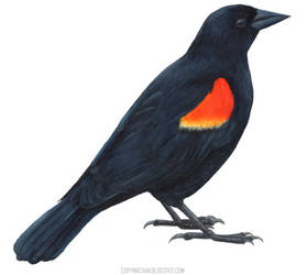 #1 Red-winged Blackbird