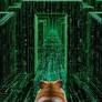 Enter the Maze
