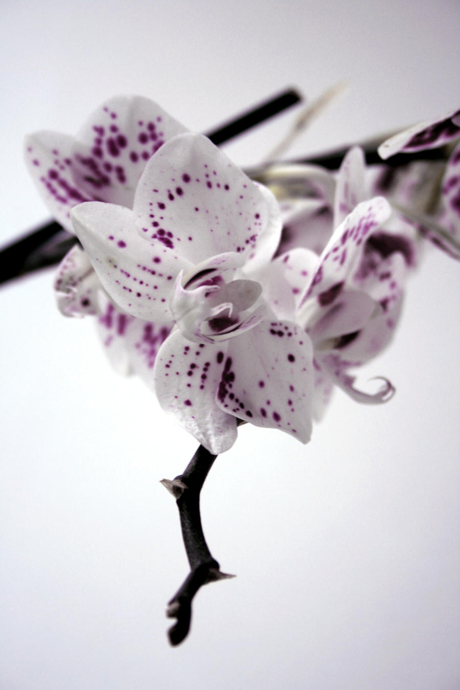 Orchid III