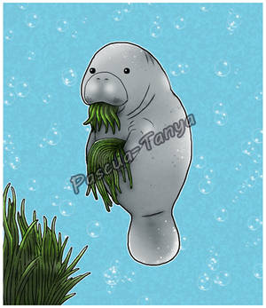 Manatee eating seagrass (VGen Commission)
