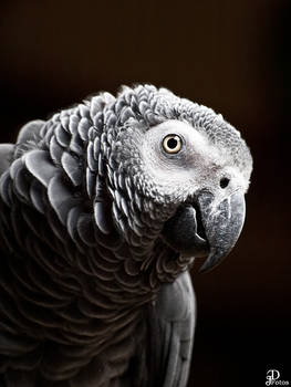 parrot 1