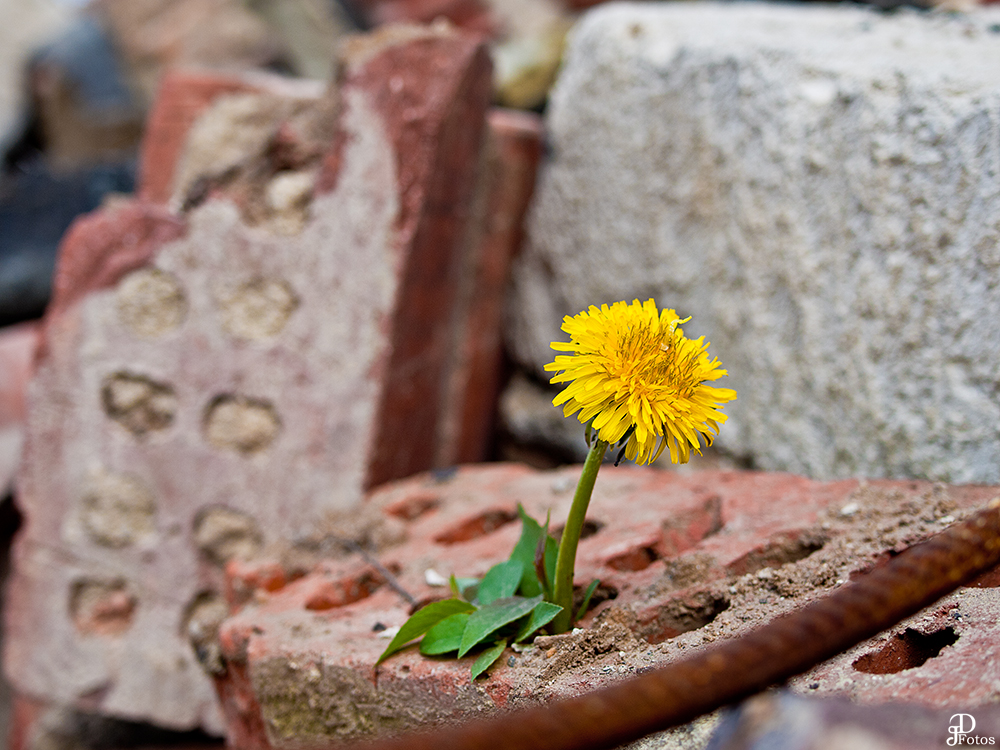 Flower in demolition area