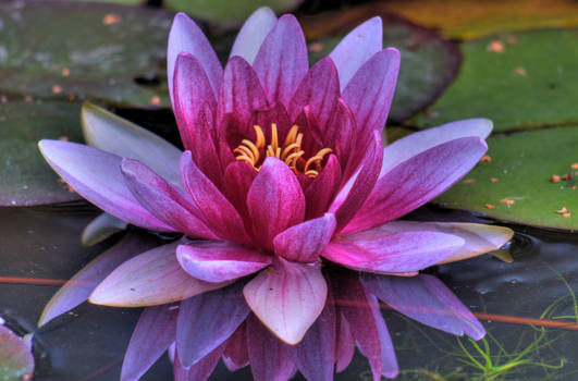 Hollingworth Lake - UK - Lilly