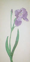 Iris 1-purple Royal (colored Pencil)